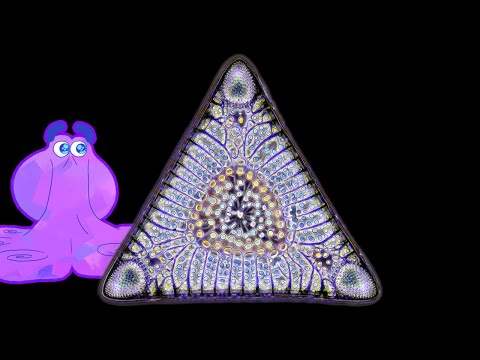 These Strange Triangles Can Make You Lose Your Mind | Alien Ocean