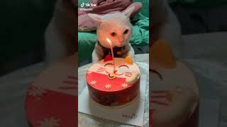 Download lagu Ulang tahun kucing mirip melakan mp3