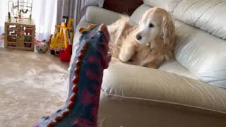 ゴールデンレトリバーと男の子ソーマに、突撃するオモチャのアローサウルス #goldenretriever #ゴールデンレトリバー