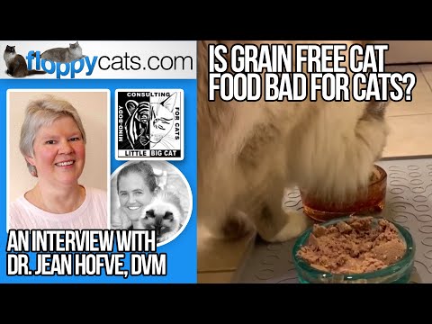 Is Grain Free Cat Food Bad for Cats? An Interview with Dr. Jean Hofve, DVM
