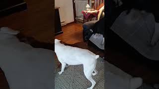 dog play time!#shorts #dog #puppy #boxerdog #funny #animallover #subscribe #share #lovedogs #cute