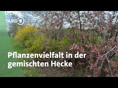 Gemischte Hecke: Natürlicher Sichtschutz mit Pflanzenvielfalt | MDR Garten