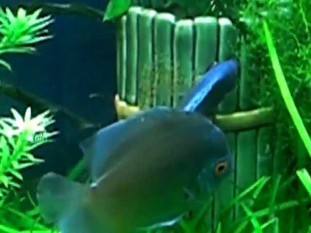 discus fish breeding Fresh water planted rong  aquarium tropical  tank