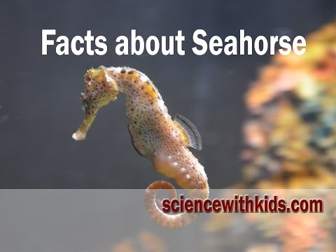 image-What layer of the ocean do seahorses live?