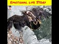 70 வருட ஆயுள் காலத்தில் ஒரு கழுகு பயணி�