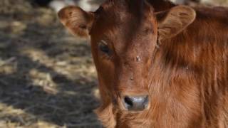 Download lagu Ziphi Izilwane mp3 Download lagu Ziphi Izilwane mp3