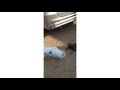 My Cute Dog Lucy And Cute Street Dog Funny Dubbing