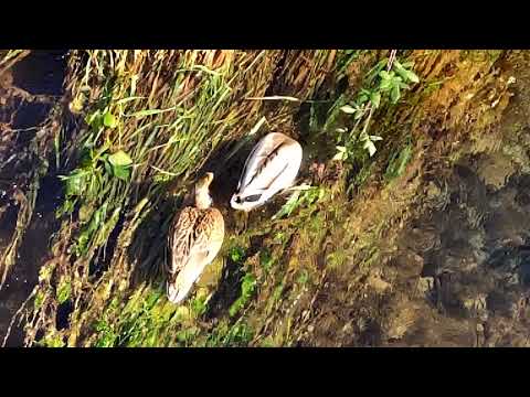 Wild ducks at Krka #1