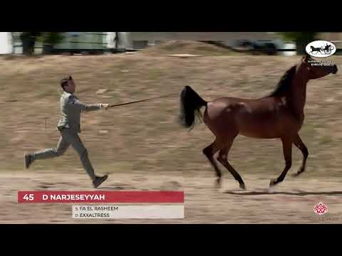 N 45 D NARJESEYYAH   Arabian Futurity Europe 2022   Junior Fillies 2019 2021 CHAMPIONSHIP Class 7