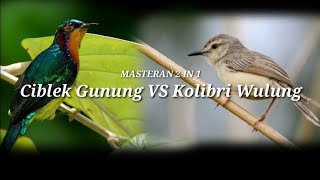 Download lagu MASTERAN 2 IN 1 Ciblek Gunung VS Kolibri Wulung mp3