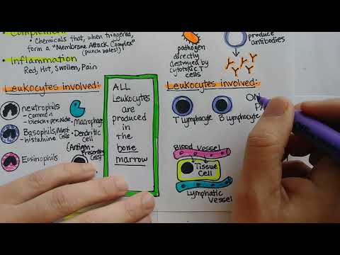 Immune System | Summary