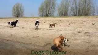 preview picture of video 'Dogs Outdoor: genieten op het strandje in Strijensas'