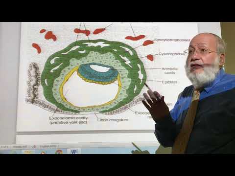 General embryology  12  (   2nd week of development  ) , by dr. wahdan