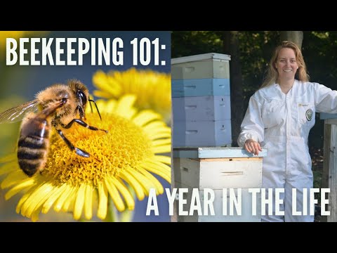 Beekeeping 101: A Year in the Life