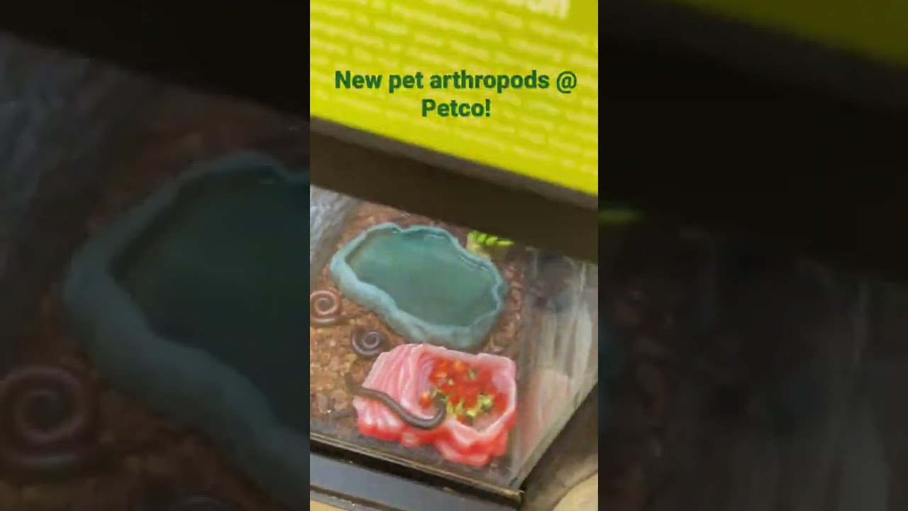 Tailless whip scorpions & Millipedes for sale at Petco! They make great pets!!