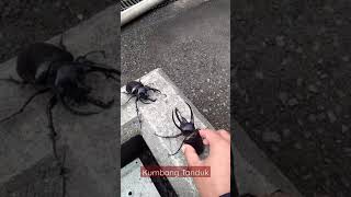 Download lagu Kumbang Tanduk | Beetle mp3