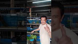 BAKIT KAILANGAN ANG AQUATIC PLANTS SA AQUARIUM