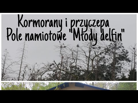 Pierwszy dzień naszej majówki!!-Młody delfin pole namiotowe