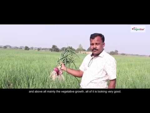 019 - Maharashtra Onion Gold Treatment - Shri. Abarao kamble Video