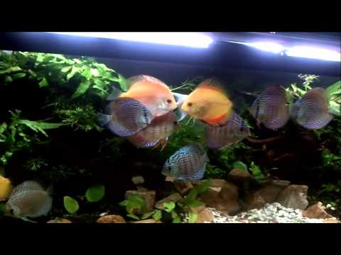 discus fish tank aquarium