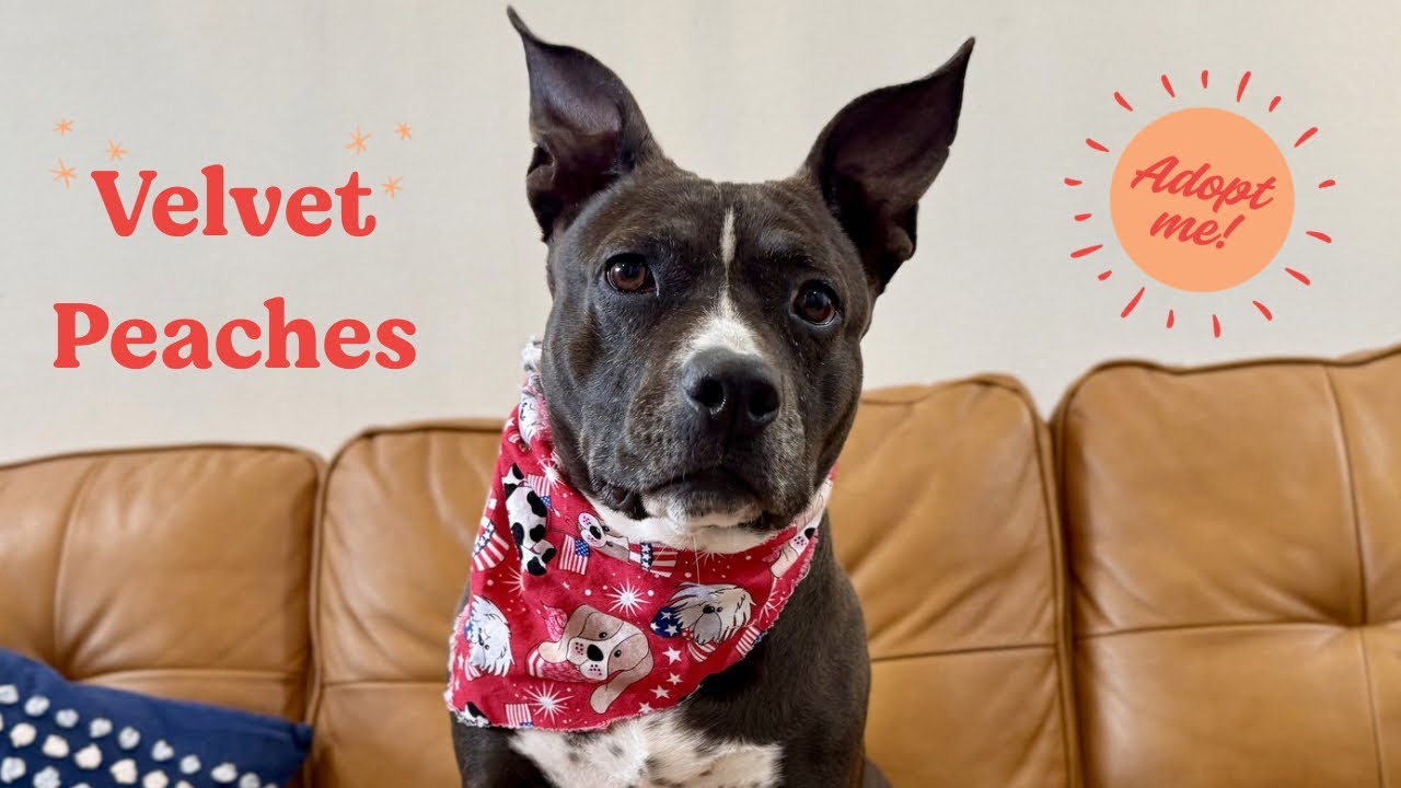 Enlarge Velvet Peaches The Loveable Little Princess, a Adoptable mixed breed in Louisville, KY video 2/6