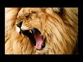 I M A Lion Pizza Chicken