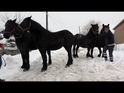 Iepele lui cipri de la Borsa Cluj - 2018 Nou !!!