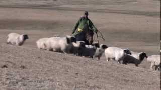Un proyecto de la FAO en Mongolia destaca la participación comunitaria