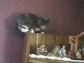 Youtube Poop Guy Yells At His Cats For Dinner