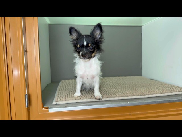 (子犬) 犬種:チワワ・ロングコート 男の子 ブリーダー マロニエケンネル MARRONNIER KENNEL k4173の画像