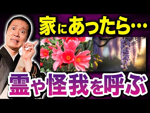 彼岸花 風水