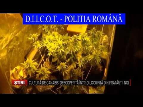 Cultura de canabis, descoperita intr o locuinta din Fratautii Noi