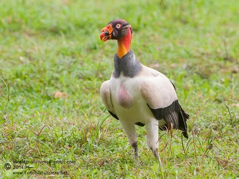 Sarcoramphus papa King Vulture tropical forest