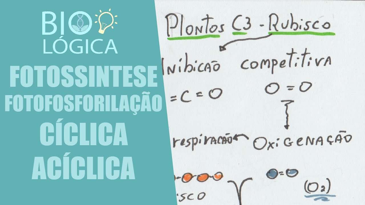 BIO LÓGICA! FOTOSSÍNTESE - CICLO DE CALVIN, PLANTAS C3 E C4 (RUBISCO E PEPCASE)