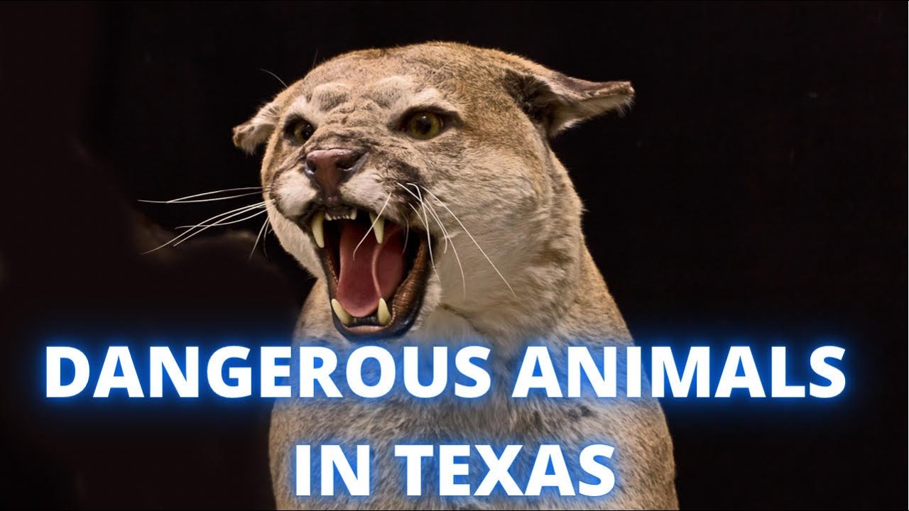 What is the most important animal in Texas? Tipseri