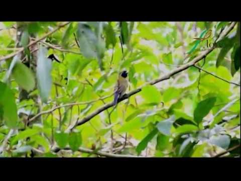 Otus magicus pozorovanie v Komodo NP