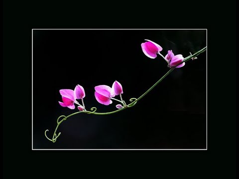 Thể hiện bởi Ngọc Lan