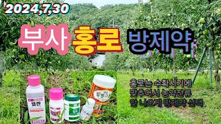 2024년7월30일 사과나무(홍로,부사)방제약