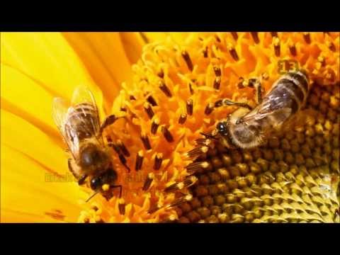 , title : 'Arılar ve Bal Hakkında Bilmeniz Gereken 15 İlginç Bilgi ᴴᴰ'