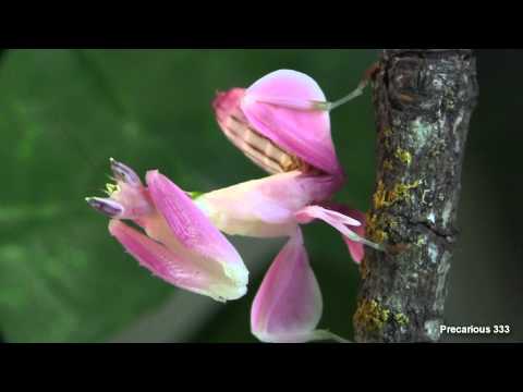 Video- Mantide orchidea
