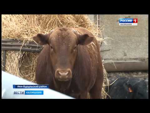 Вести «Калмыкия»: вечерний выпуск 11.04.2017