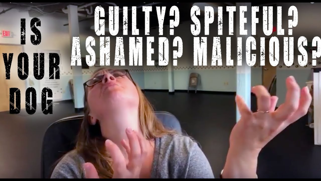 YouTube video preview