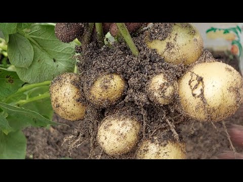 , title : 'Thử nghiệm trồng khoai tây trong thùng cát xây @ PHẠM NHẤT MQ # 17'