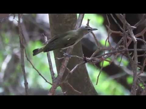 Vireo červenooký (Vireo olivaceus) — spev a hlas v prírode