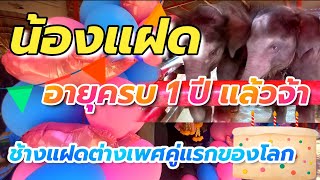 #ชายใหญ่หญิงเล็ก น้องแฝดอายุครบ 1 ปีแล้วจ้า ช้างแฝดต่างเพศคู่แรกของโลก #อยุธยา #Nopนพพลสตอรี่