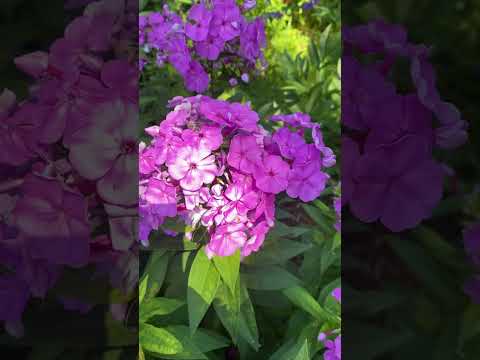 Idk I was bored. Summerrr?!?!🫶 #music #beach #summer #friends