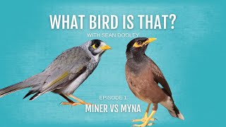 What bird is that? Myna vs. Miner