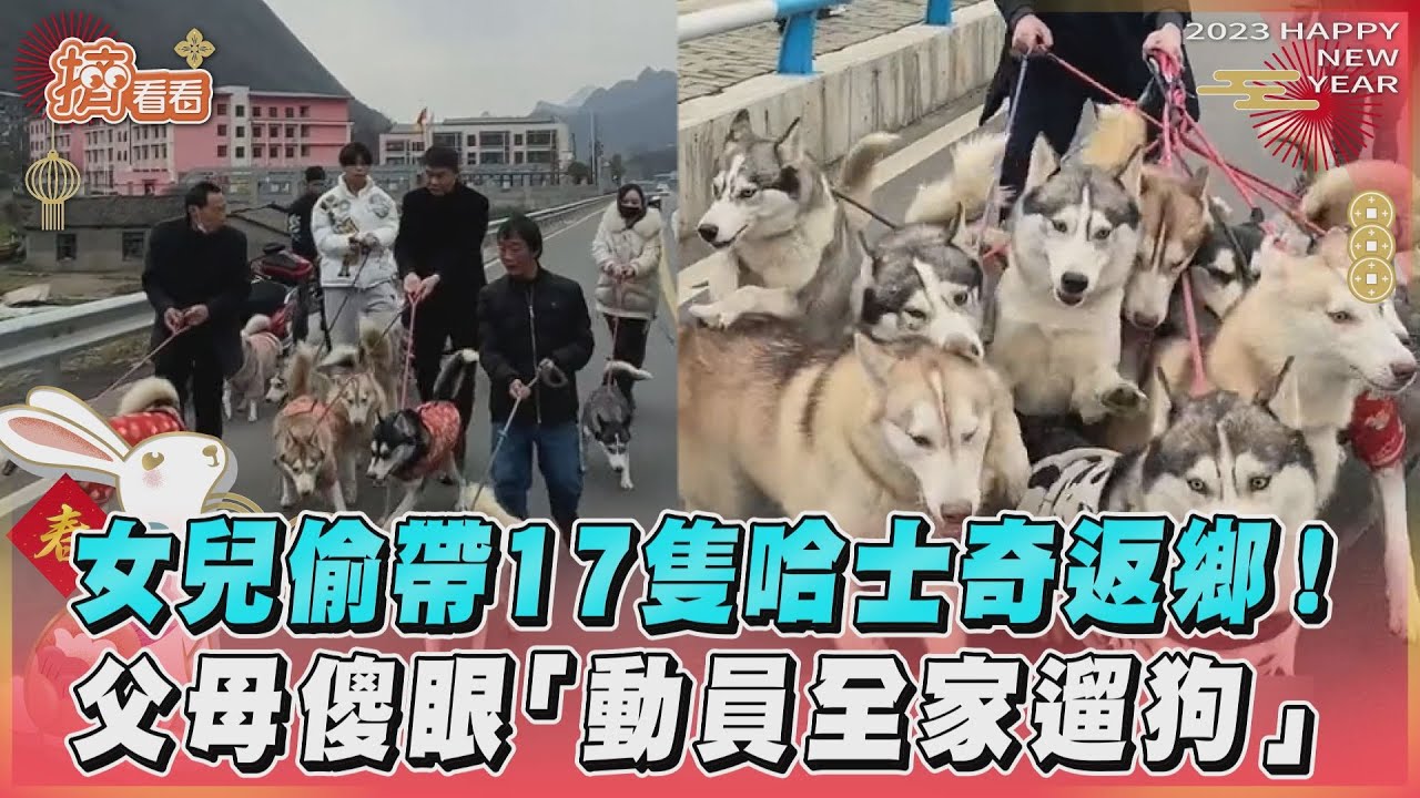 影音/女兒牽17隻哈士奇返鄉! 父母崩潰「全家動員」遛狗