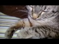 Highlander de Pelo Corto - Meet Gadget the Highlander Cat