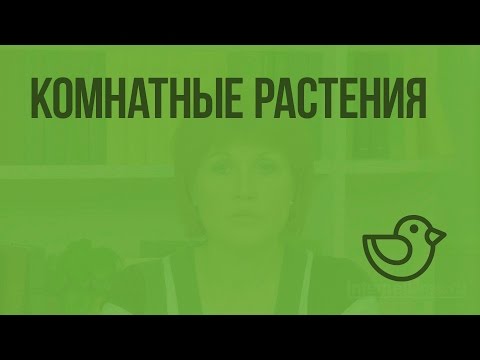 Комнатные растения. Видеоурок по окружающему миру 2класс